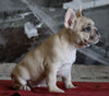 AKC Registered French Bulldog For Sale Millersburg, OH Female- Tootsie