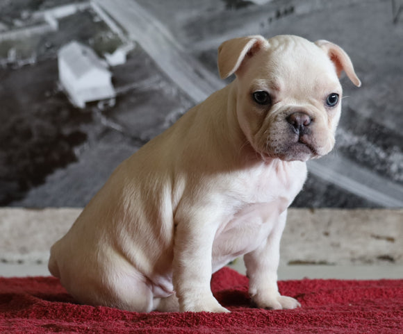 AKC Registered French Bulldog For Sale Millersburg, OH Female- Marnita