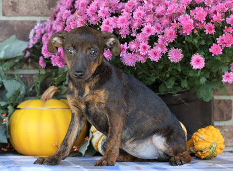 F1B Miniature Pinscher Mix For Sale Fredericksburg, OH Female- Rose