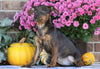 F1B Miniature Pinscher Mix For Sale Fredericksburg, OH Female- Rose