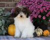 ICA Registered Mini Poodle For Sale Fredericksburg, OH Female- Elaine