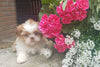 Shih Tzu Puppy For Sale Warsaw, OH Female- Zoey