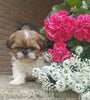 Shih Tzu Puppy For Sale Warsaw, OH Male- Zimba