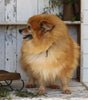 ACA Registered Pomeranian For Sale Millersburg, OH Female- Sally