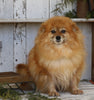 ACA Registered Pomeranian For Sale Millersburg, OH Female- Sally
