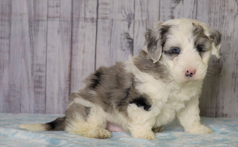 Mini Sheepadoodle For Sale Fredericksburg, OH Male- Cooper