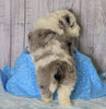 Mini Sheepadoodle For Sale Fredericksburg, OH Male- Cooper
