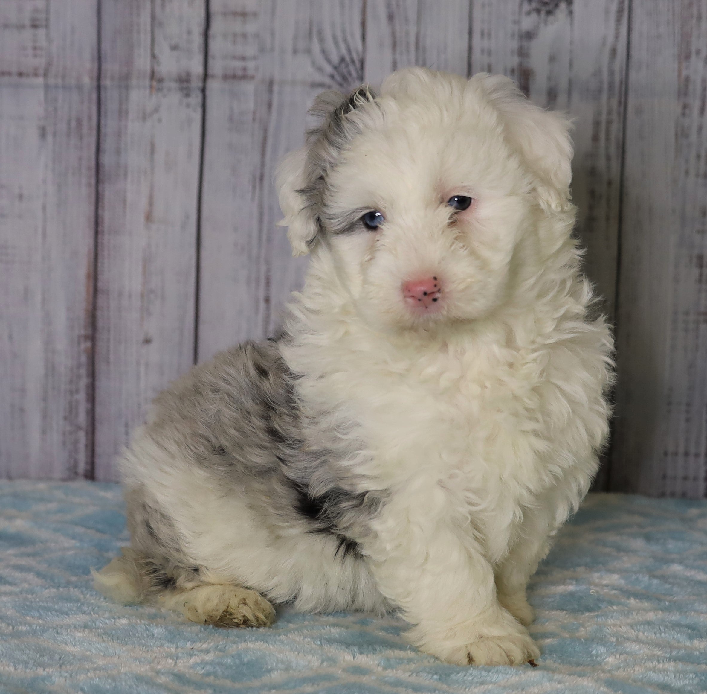 Mini Sheepadoodle For Sale Fredericksburg, OH Female- Chloe – AC ...