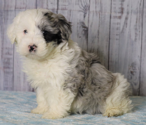 Mini Sheepadoodle For Sale Fredericksburg, OH Female- Abby