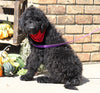 F1B Goldendoodle (Standard) For Sale Sugarcreek, OH Male- Bounce