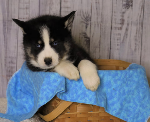 Pomsky For Sale Fredericksburg, OH Female- Sadie