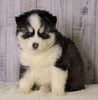 Pomsky For Sale Fredericksburg, OH Male- Rudy