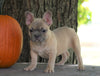 AKC Registered French Bulldog For Sale Millersburg, OH Female- Autumn