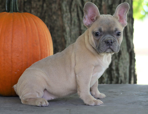 AKC Registered French Bulldog For Sale Millersburg, OH Female- Autumn