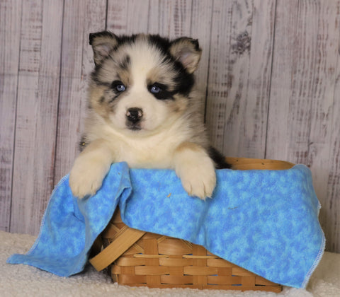 Pomsky For Sale Fredericksburg, OH Male- Jackson