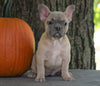 AKC Registered French Bulldog For Sale Millersburg, OH Female- Autumn