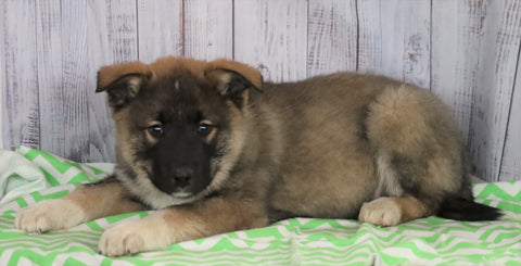 Norwegian Elkhound Hybrid For Sale Danville, OH Male- Walker