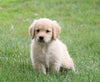 AKC Registered Golden Retriever For Sale Fredericksburg, OH Male- Alex