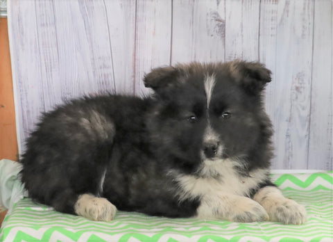 Norwegian Elkhound Hybrid For Sale Danville, OH Female- Greta