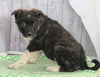 Norwegian Elkhound Hybrid For Sale Danville, OH Female- Jenny