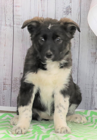 Norwegian Elkhound Hybrid For Sale Danville, OH Female- Jenny