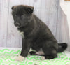 Norwegian Elkhound Hybrid For Sale Danville, OH Male- Bear