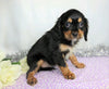 AKC Registered Cavalier King Charles Spaniel For Sale Wooster, OH Male- Charles