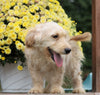 Mini Goldendoodle For Sale Millersburg, OH Male- Max