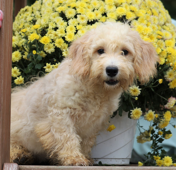 Mini Goldendoodle For Sale Millersburg, OH Female-Macey