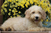 Mini Goldendoodle For Sale Millersburg, OH Female-Macey