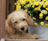 Mini Goldendoodle For Sale Millersburg, OH Male-Trooper