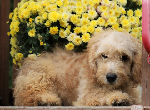 Mini Goldendoodle For Sale Millersburg, OH Male-Trooper