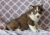Siberian Husky For Sale Fredericksburg, OH Male- Sailor