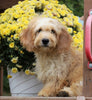 Mini Goldendoodle For Sale Millersburg, OH Female-Lily