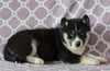 Siberian Husky For Sale Fredericksburg, OH Female- Selena