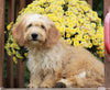 Mini Goldendoodle For Sale Millersburg, OH Female-Lily