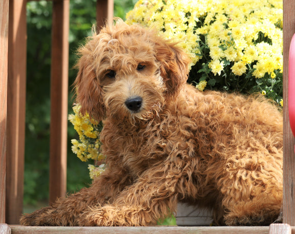 Mini Goldendoodle For Sale Millersburg, OH Female-Izzy