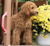 Mini Goldendoodle For Sale Millersburg, OH Female-Izzy