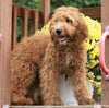 Mini Goldendoodle For Sale Millersburg, OH Female-Izzy