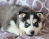 Siberian Husky For Sale Fredericksburg, OH Female- Stella