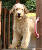 Mini Goldendoodle For Sale Millersburg, OH Male-Brutus