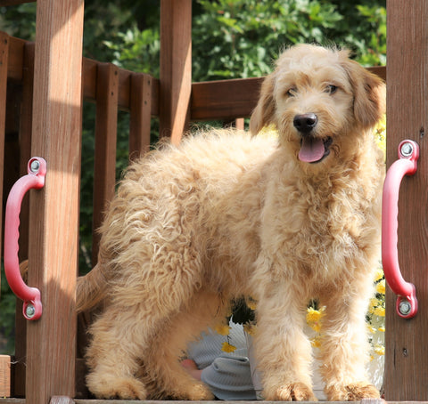 Mini Goldendoodle For Sale Millersburg, OH Male-Brutus