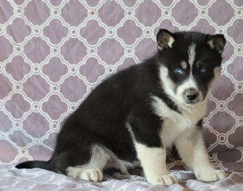 Siberian Husky For Sale Fredericksburg, OH Male- Skipper