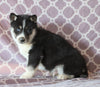 Siberian Husky For Sale Fredericksburg, OH Male- Skipper