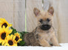 AKC Registered Cairn Terrier For Sale Millersburg, OH Male- Jethro