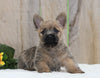 AKC Registered Cairn Terrier For Sale Millersburg, OH Male- Henry