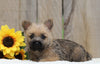 AKC Registered Cairn Terrier For Sale Millersburg, OH Male- Evan