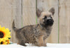 AKC Registered Cairn Terrier For Sale Millersburg, OH Male- Jasper