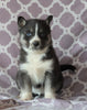 Siberian Husky For Sale Fredericksburg, OH Female- Carey