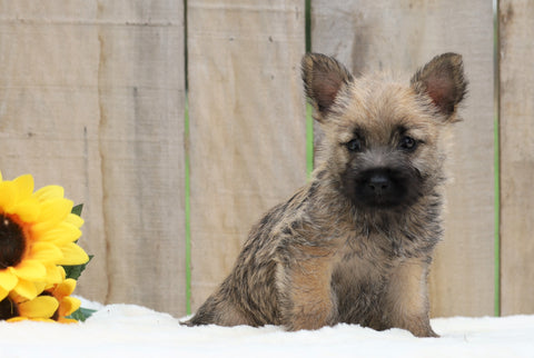 AKC Registered Cairn Terrier For Sale Millersburg, OH Male- Jasper